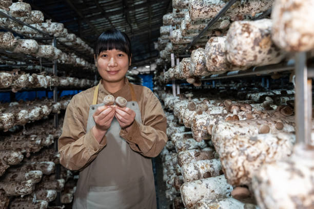 Cultivo de Cogumelos Resultado 5