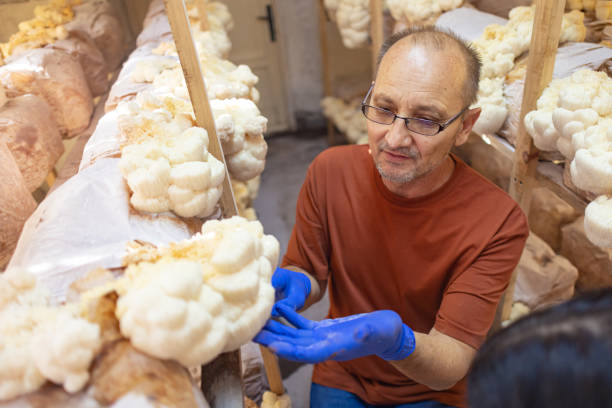 Cultivo de Cogumelos Resultado 6